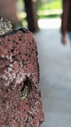 Gif image showing a video of a solitary bee arriving at an opening in the wall of a building. This bee lays its eggs in this opening.