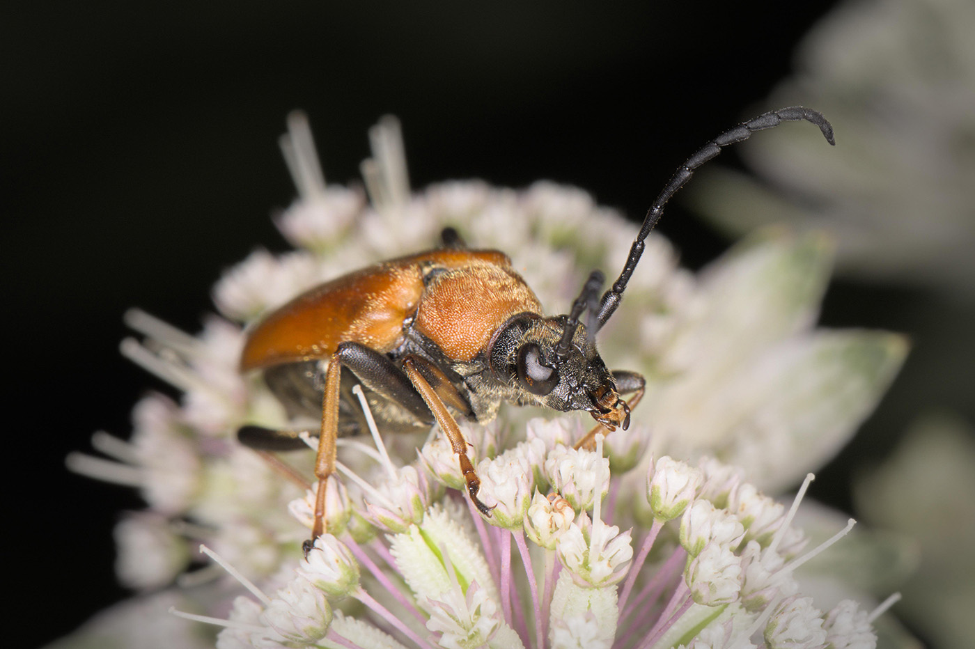 Photo of an adult saproxylophagous longhorn beetle. The beetle feeds on the nectar or pollen of the flower it is sitting on.