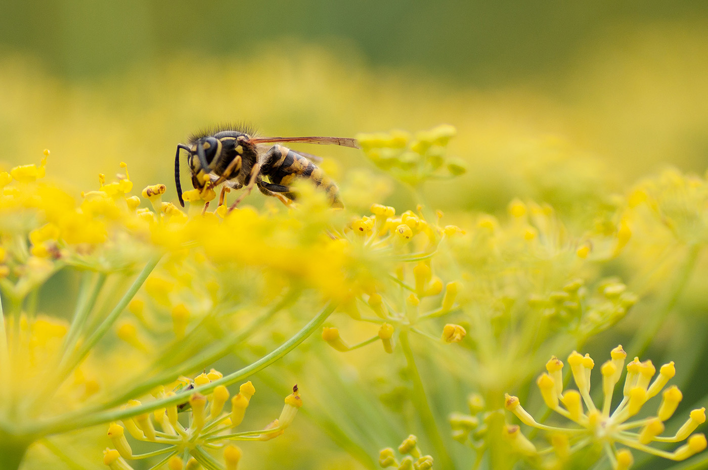 Photo showing an adult specimen of the carivorous wasp. The wasp feeds on the nectar or pollen of the flower it is sitting on.